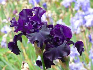 Raven Girl Tall Bearded Iris