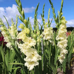 Rch Decoration, Dried Flower Potential, Gradual Blooming, Long Lasting Cut Flower Van Houtte Cut Flower heirloom non-gmo organic garden seeds