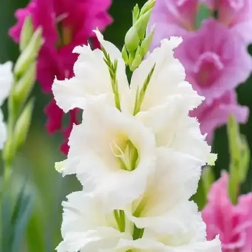 Rch Decoration, Dried Flower Potential, Gradual Blooming, Long Lasting Cut Flower Van Houtte Cut Flower – Heirloom, Non-GMO, High Germination Organic Garden Seeds