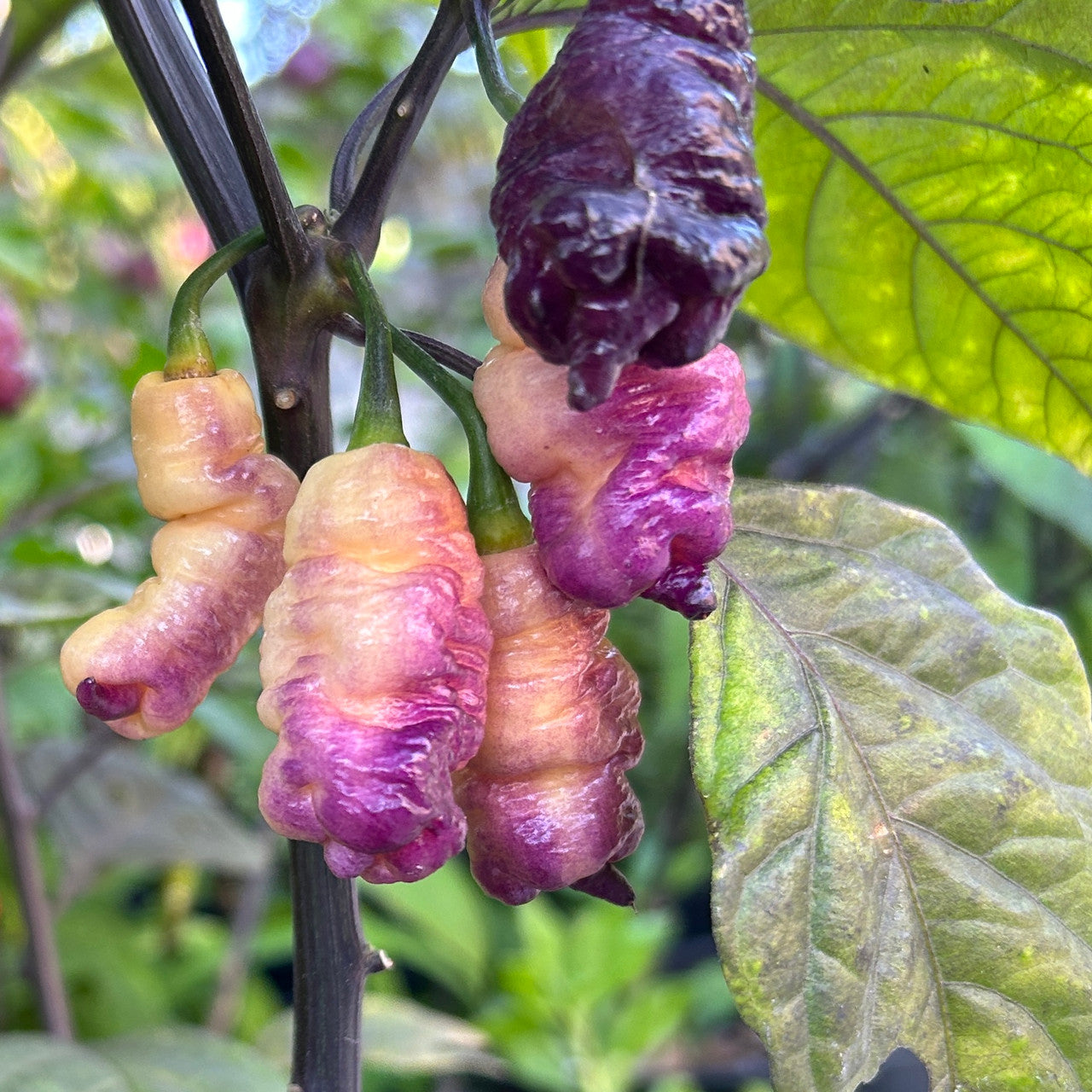 Reaper Pink Peach pepper seeds Hot – Heirloom, Non-GMO, High Germination Organic Garden Seeds