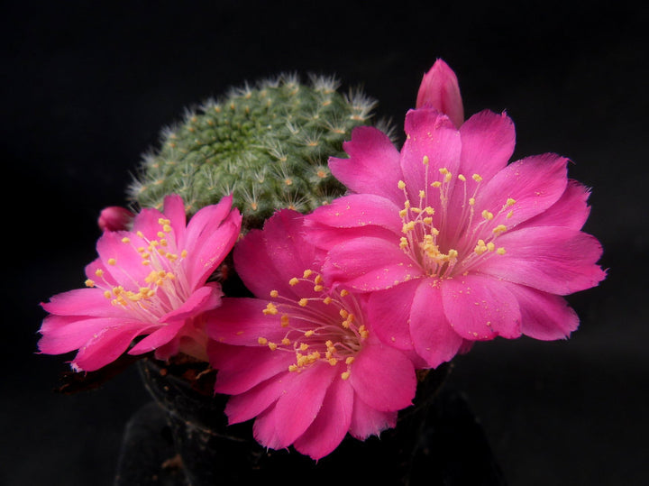 Heirloom Non-GMO Pink Rebutia Violaciflora Flower Seeds for Planting – Rare Cactus Blooming Seeds