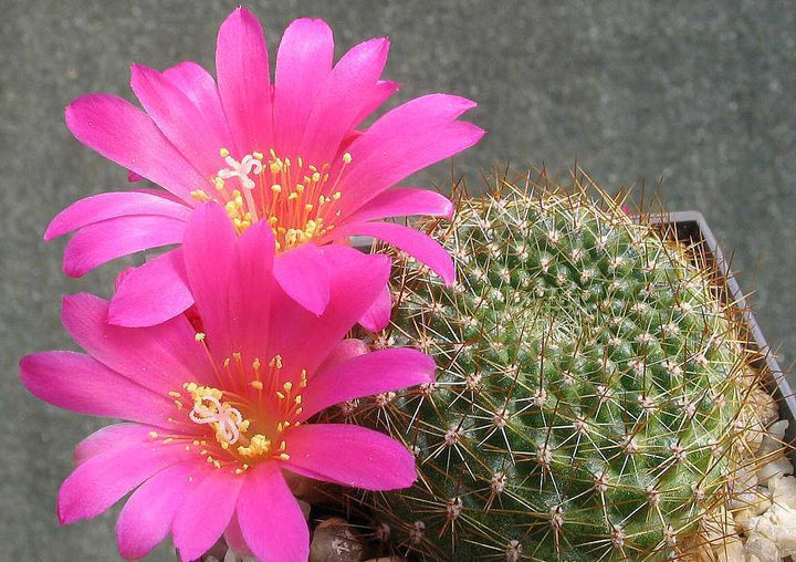 Heirloom Non-GMO Pink Rebutia Violaciflora Flower Seeds for Planting – Rare Cactus Blooming Seeds
