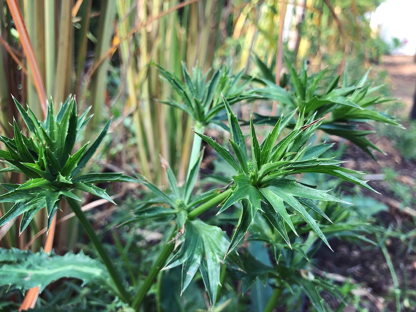 Recao - Culantro Eryngium foetidum