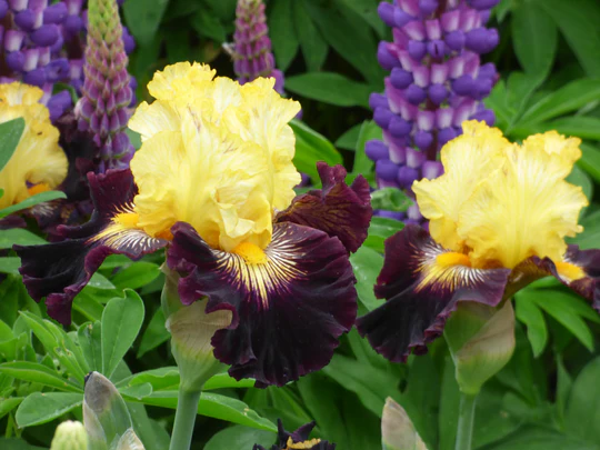 Reckless Abandon Tall Bearded Iris