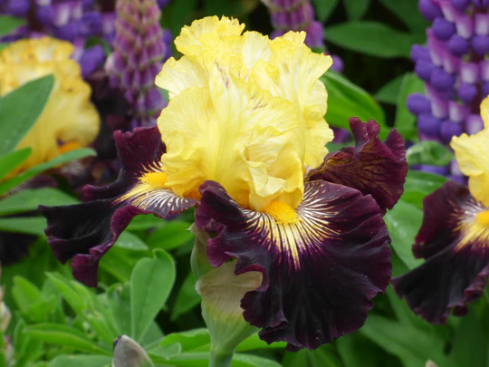 Reckless Abandon Tall Bearded Iris