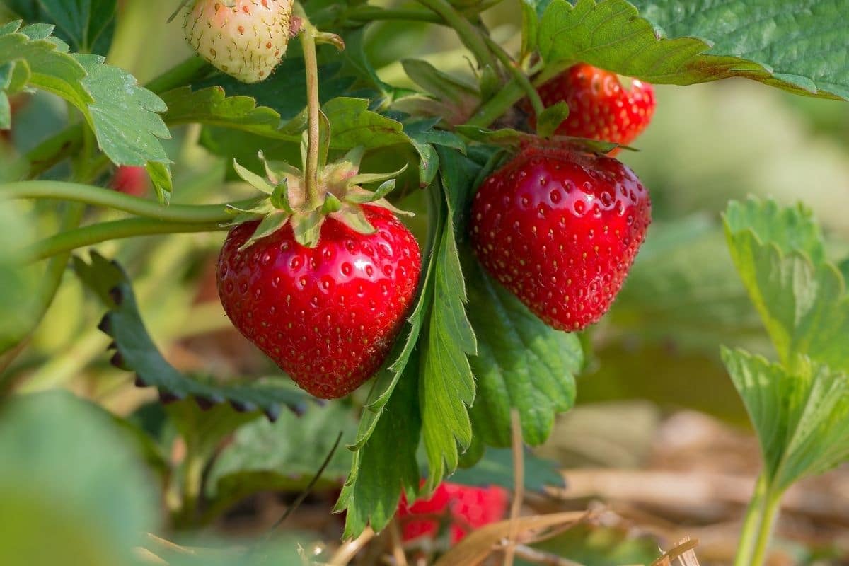 Flavorfest Strawberry (Fragaria × ananassa)