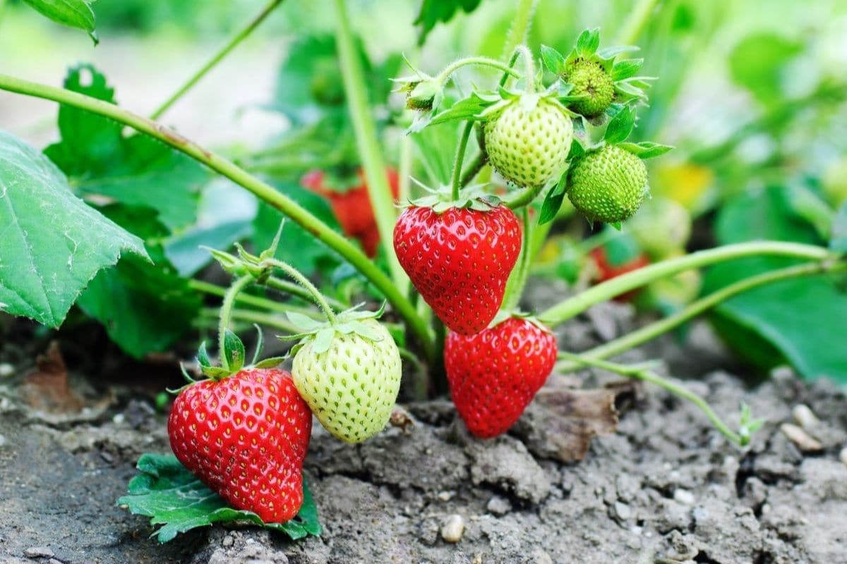 AC Valley Sunset – Spring-Planted Strawberry Seeds