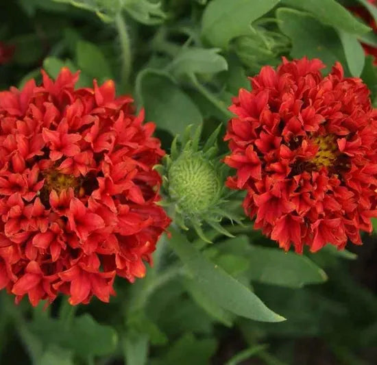 Red Annual Herb Flower Gaillardia Sundace heirloom non-gmo organic garden seeds