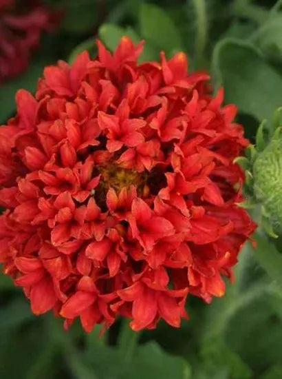 Red Annual Herb Flower Gaillardia Sundace – Heirloom, Non-GMO, High Germination Organic Garden Seeds