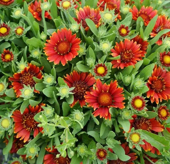 Red Perennial Varieties Flower Gaillardia Aristata heirloom non-gmo organic garden seeds