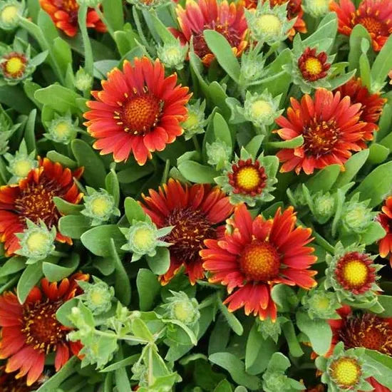 Red Perennial Varieties Flower Gaillardia Aristata – Heirloom, Non-GMO, High Germination Organic Garden Seeds