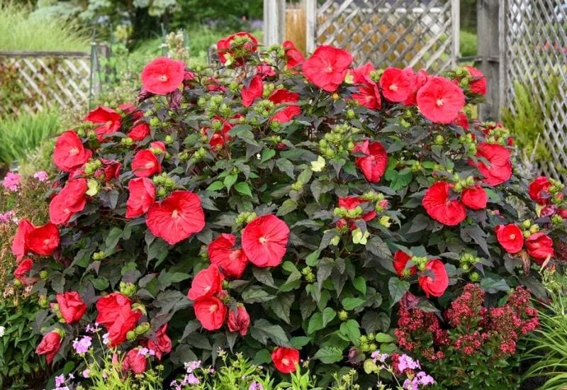 Red and Maroon Hibiscus Flower Seeds Flamboyant Giant Variety for Exotic Planting