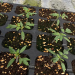 Red Hybrid Determinate Tomato For Sowing heirloom non-gmo organic garden seeds