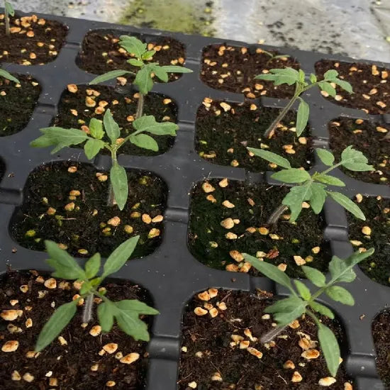 Red Hybrid Determinate Tomato For Sowing heirloom non-gmo organic garden seeds