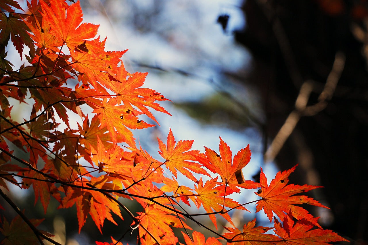 Red Maple Tree