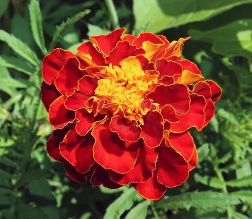 Red Marigold Flower Fast Growing Disease Resistant Marigold For Sale – Heirloom, Non-GMO, High Germination Organic Garden Seeds