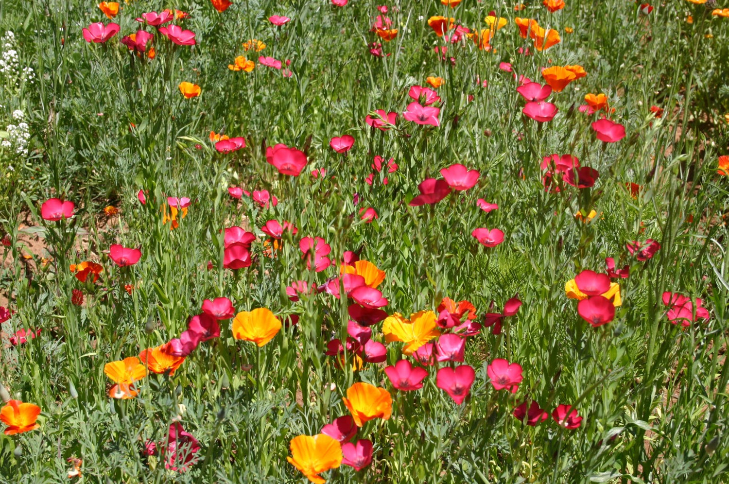 Red Head - Exclusive Red Wildflower Seed Mix