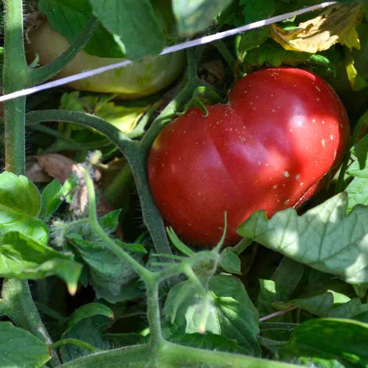 Red Mortgage Seeds for Planting