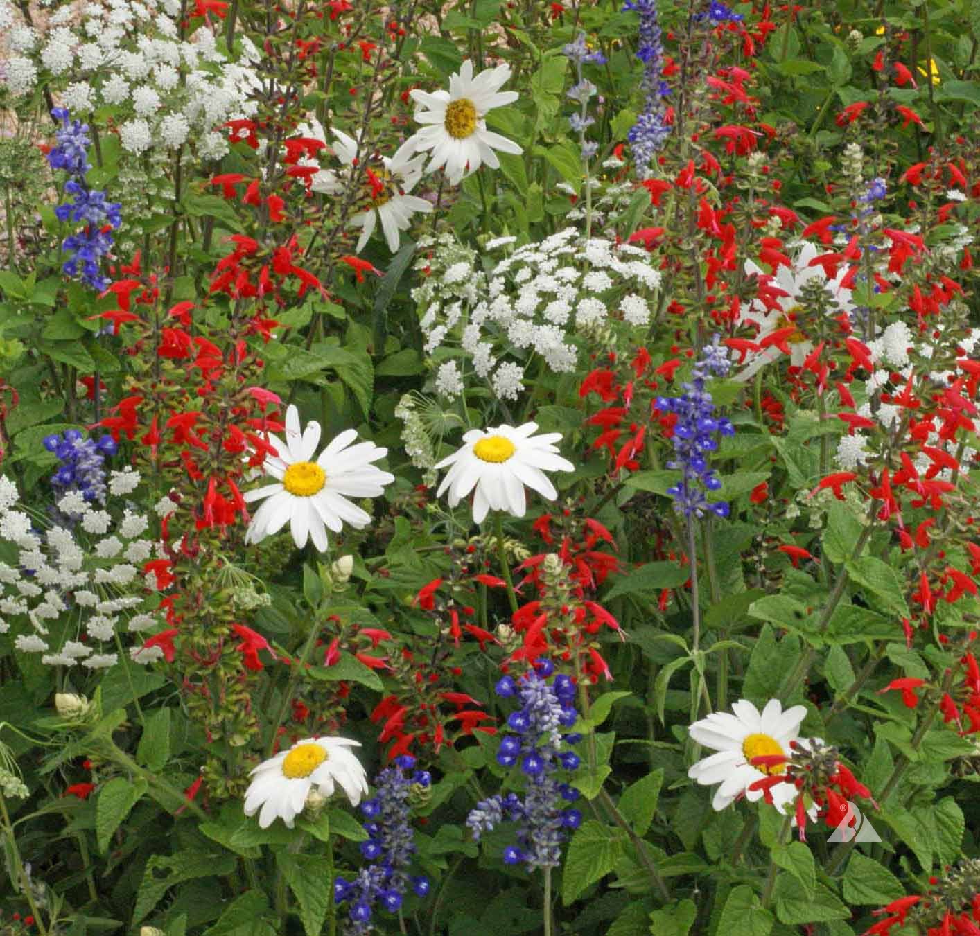 Field of Dreams - Red, White & Blue Flower Seed Mix