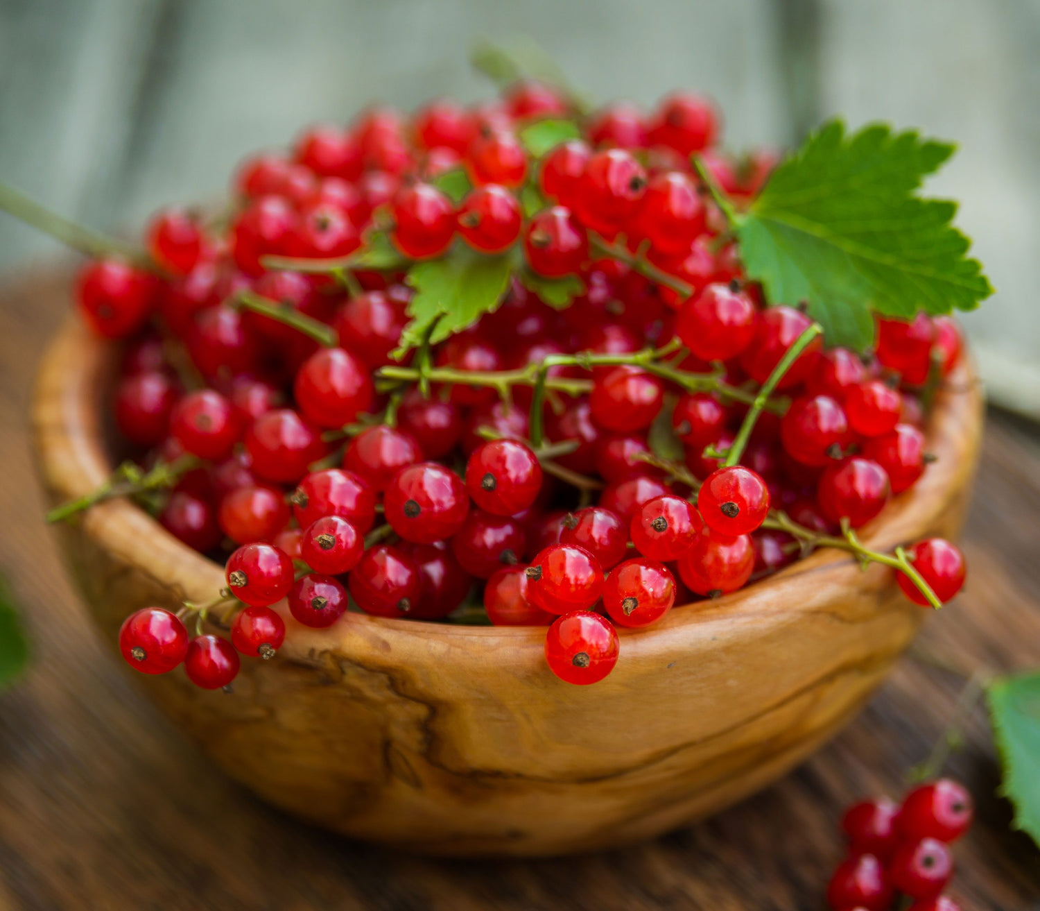 Redcurrant – Tangy & Refreshing Berry Delight