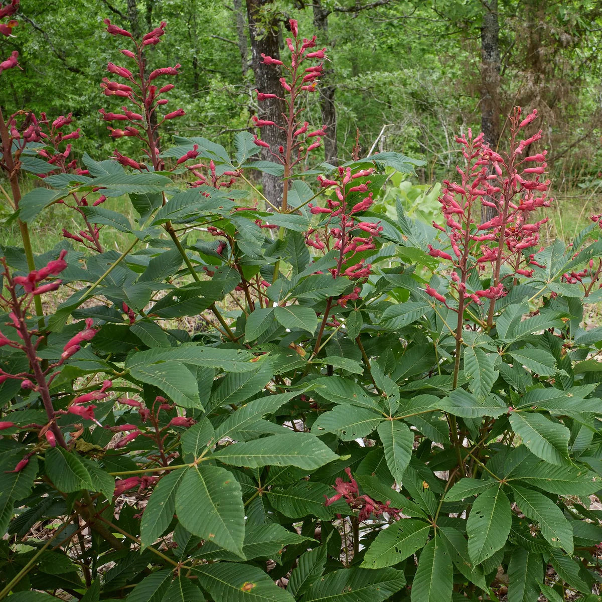Aesculus Pavia Plant Seeds for Planting