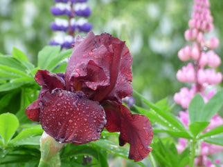 Red Dirt Road Tall Bearded Iris