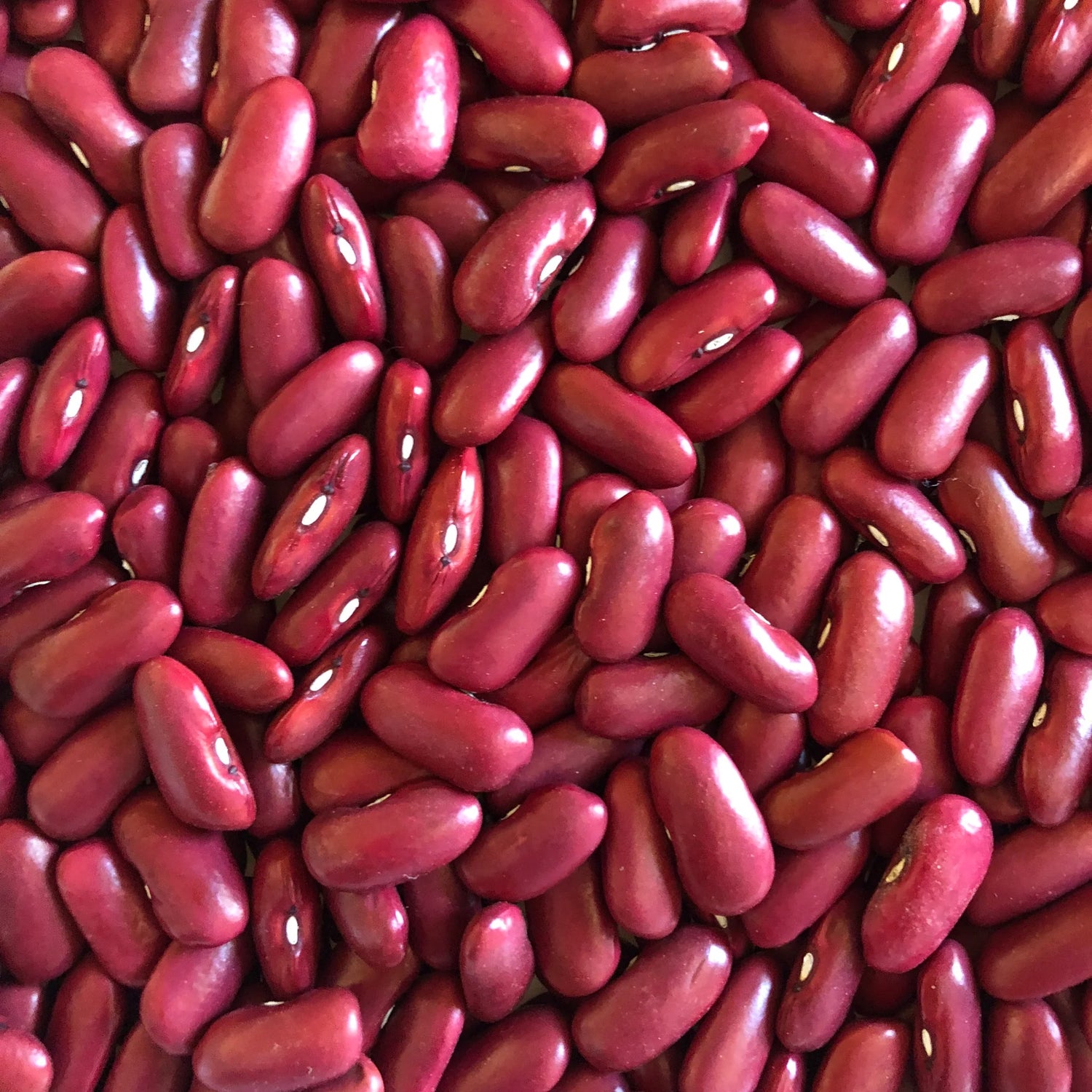 Bean Seeds (Bush) - Dark Red Kidney