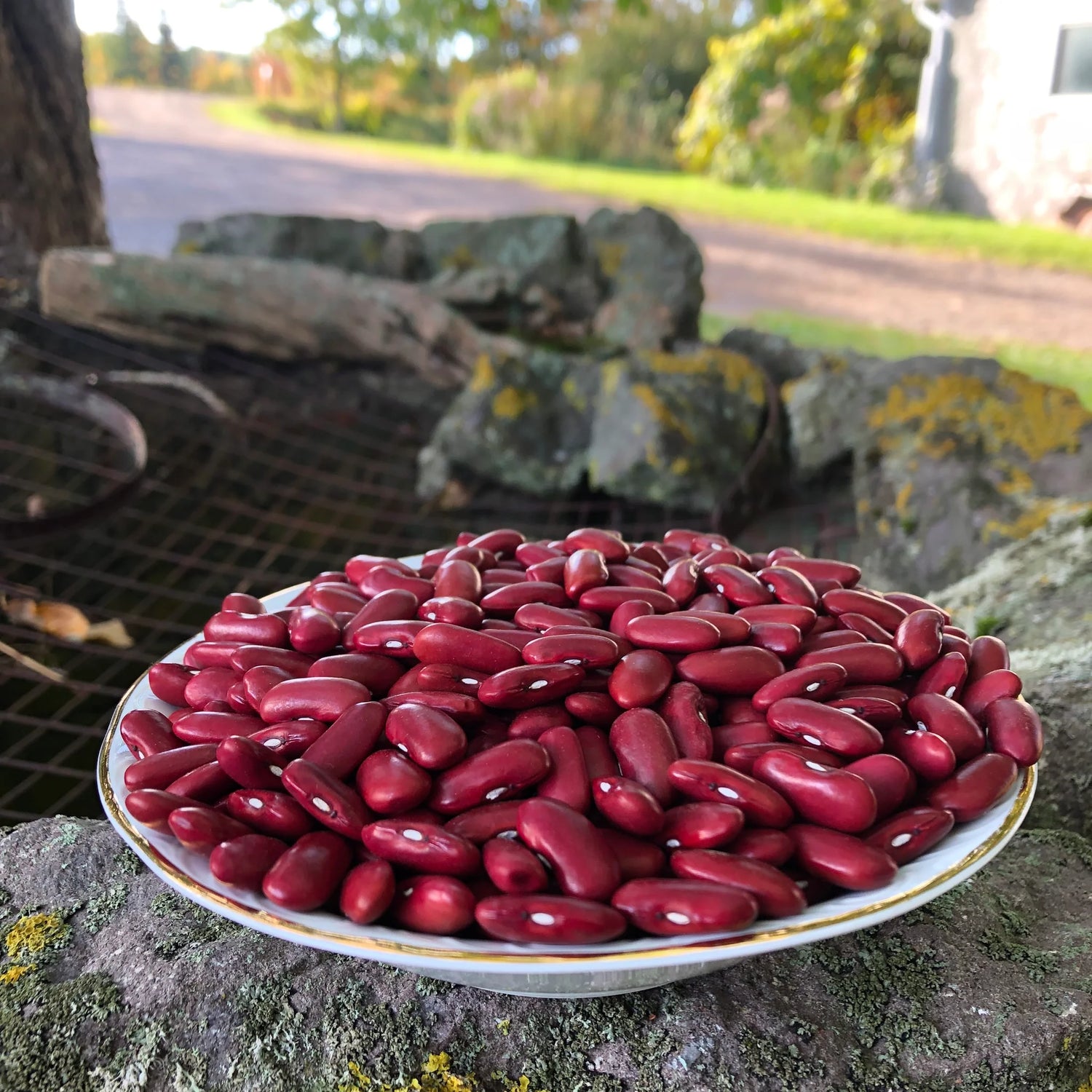 Bean Seeds (Bush) - Light Red Kidney