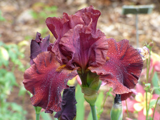 Red Masterpiece Tall Bearded Iris Seeds