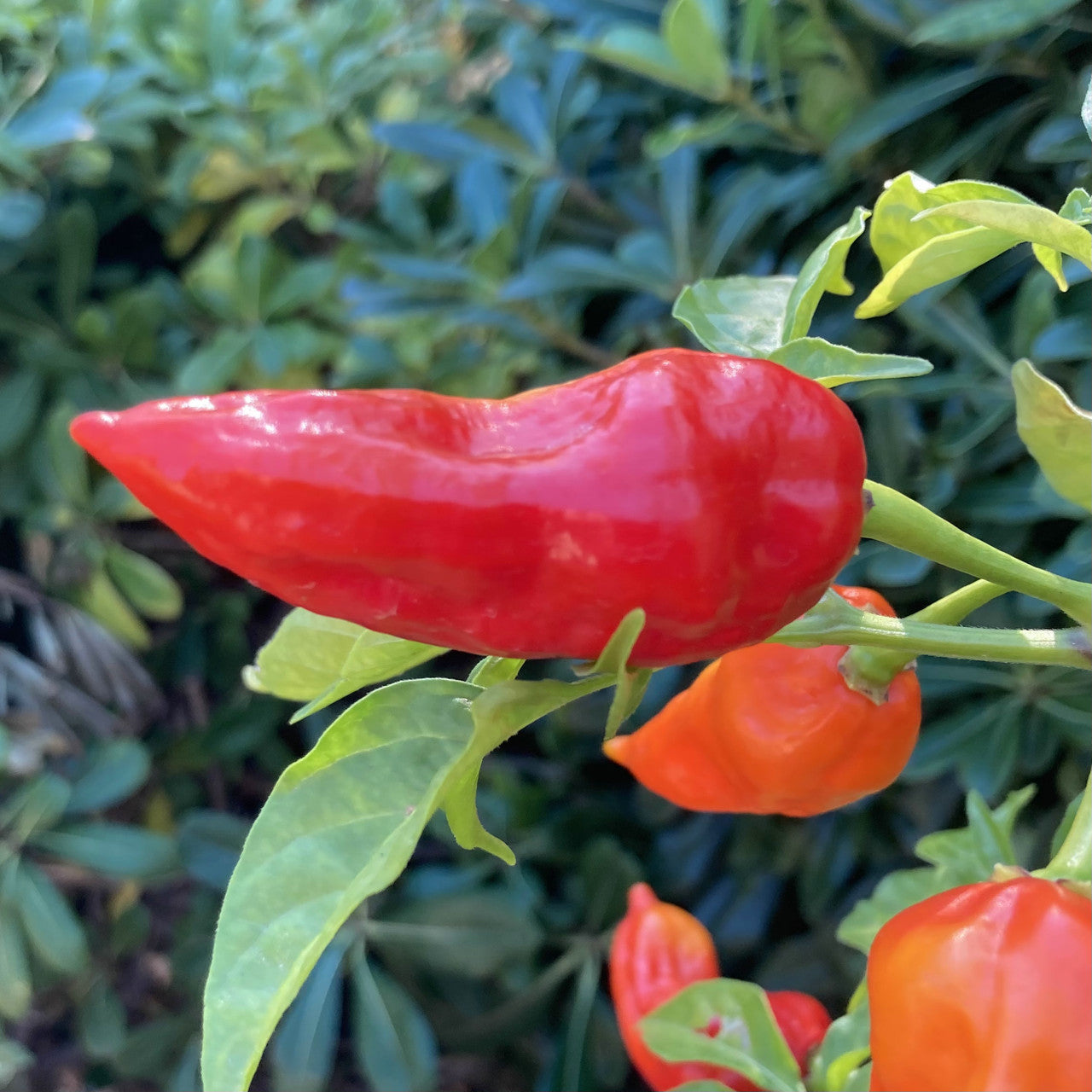 Fatalii Chili Seeds for Planting