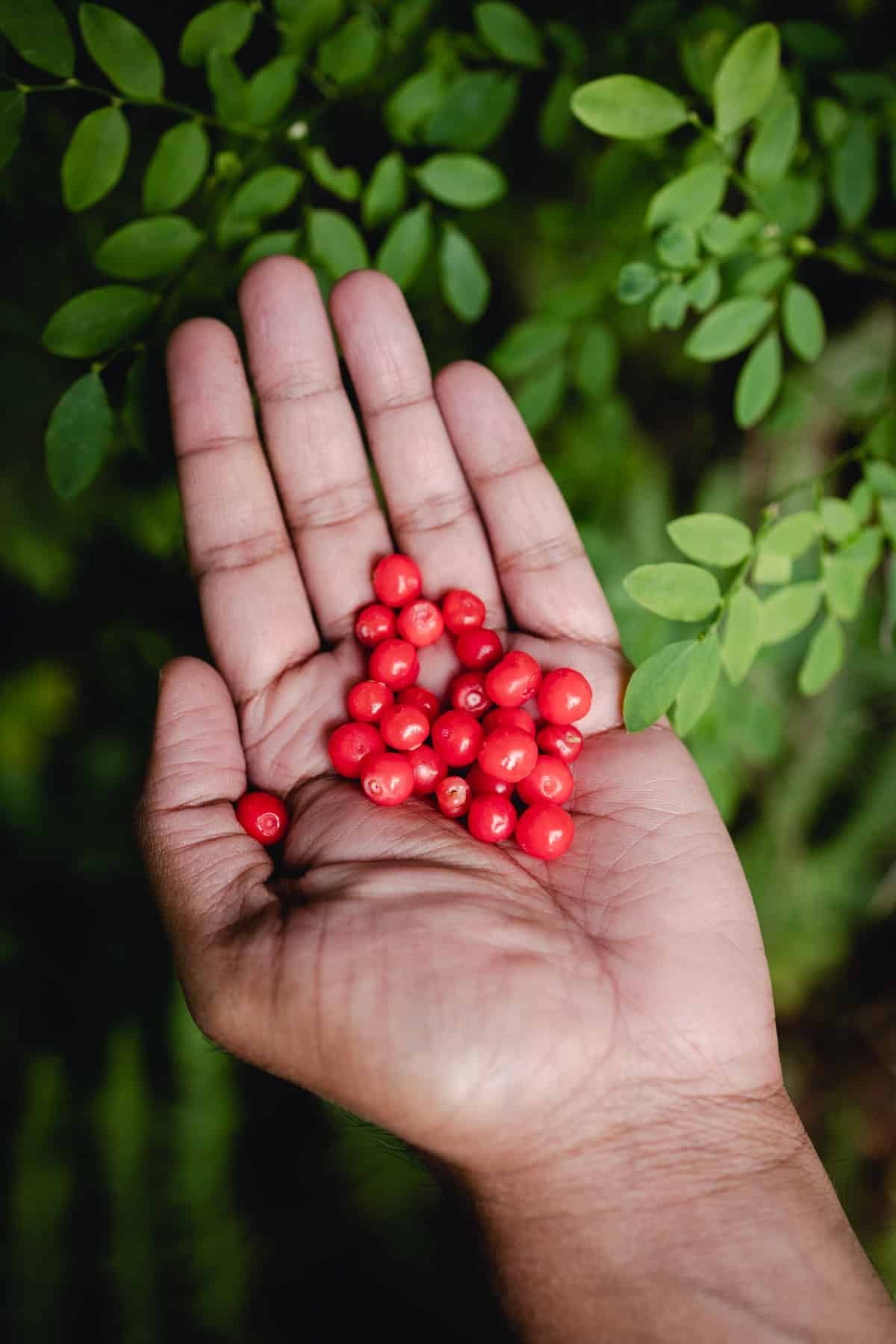 Red Huckleberry – A Burst of Tart Sweetness in Every Bite