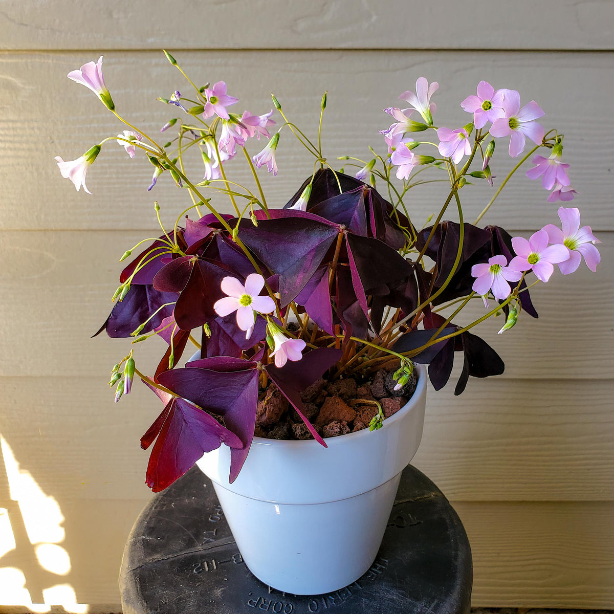 Mature Red Oxalis Triangularis Wood Sorrel plant