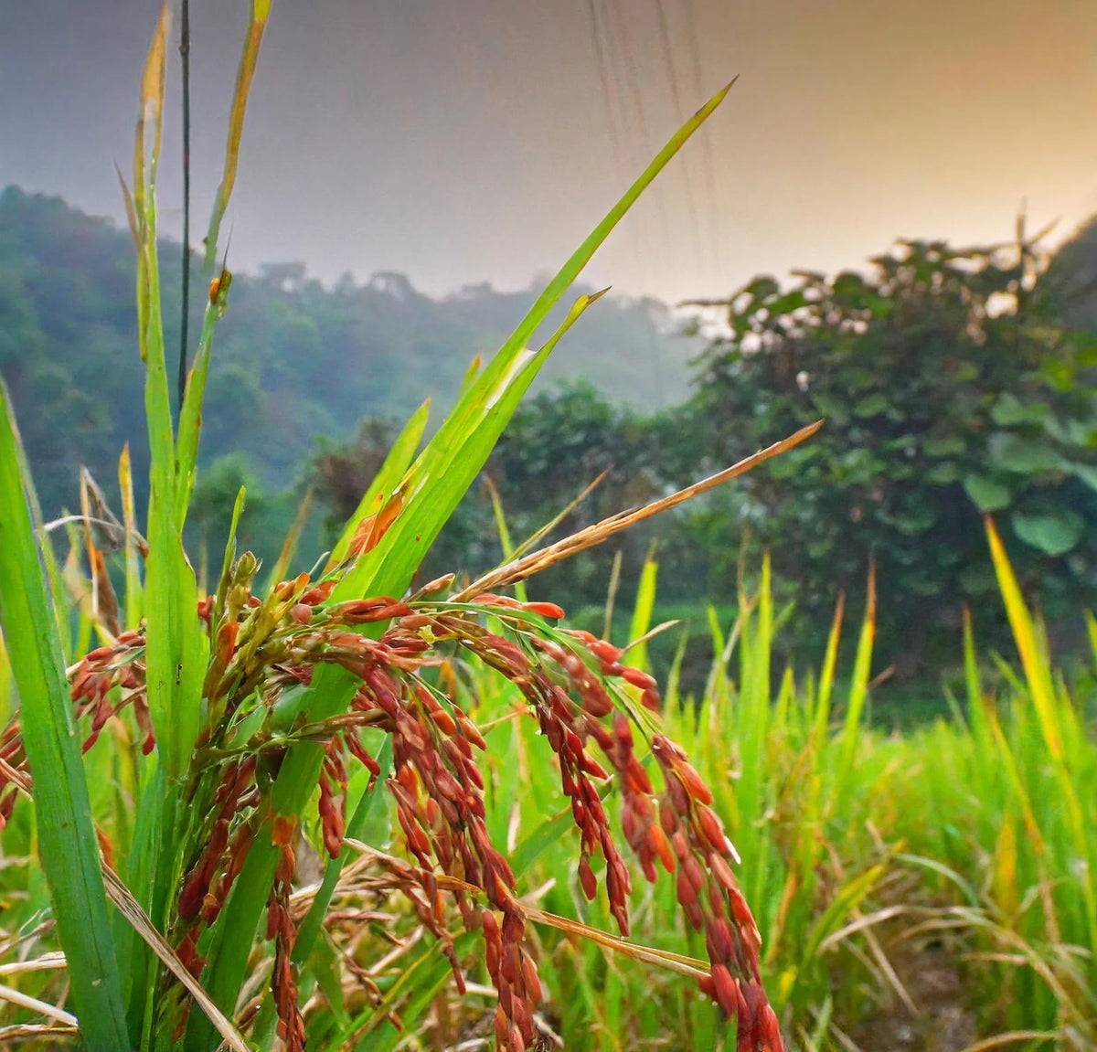 Close-up of Red Rice whole grains - antioxidant-rich food source.