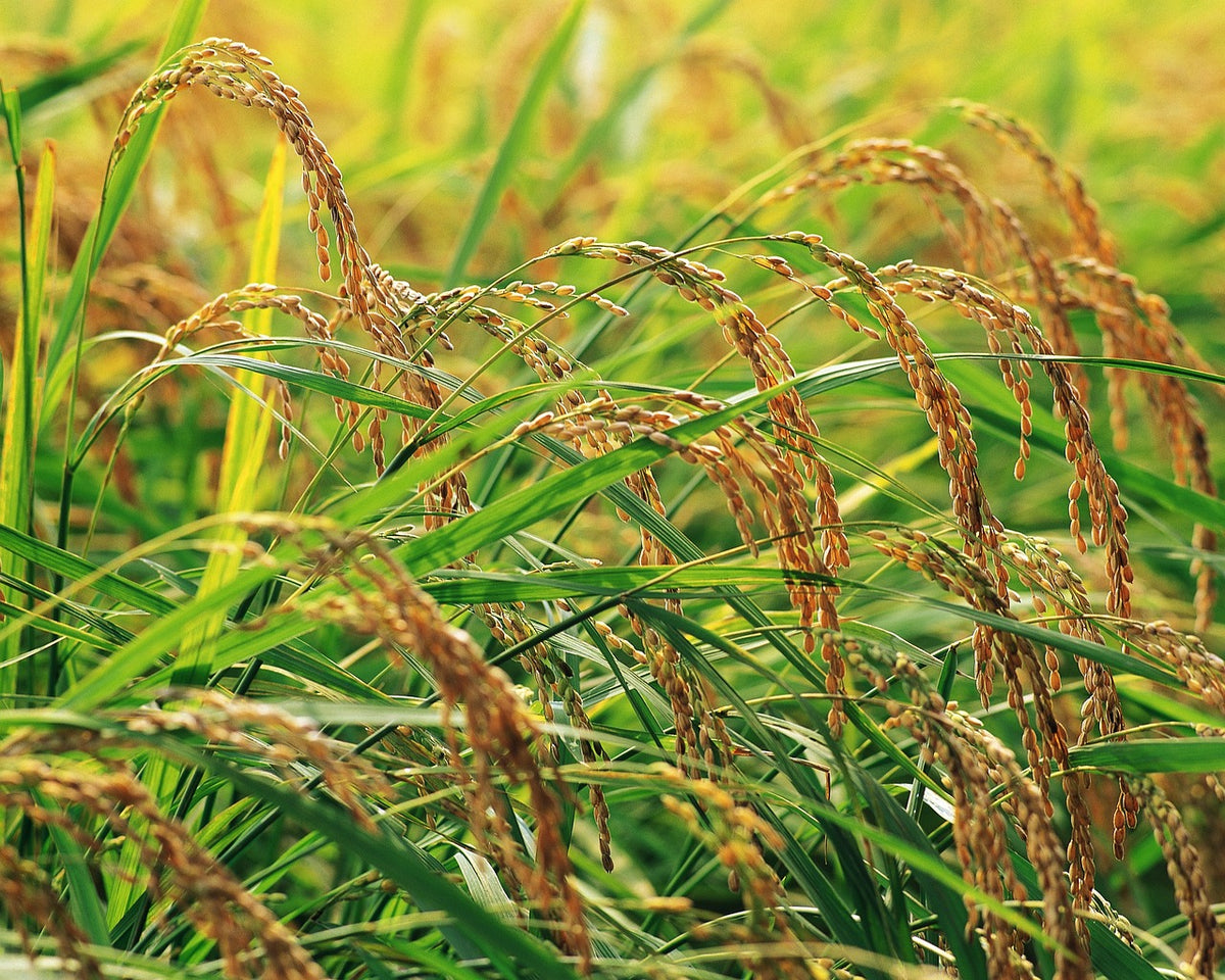Red Rice plant growing in a paddy - how to grow rice at home.