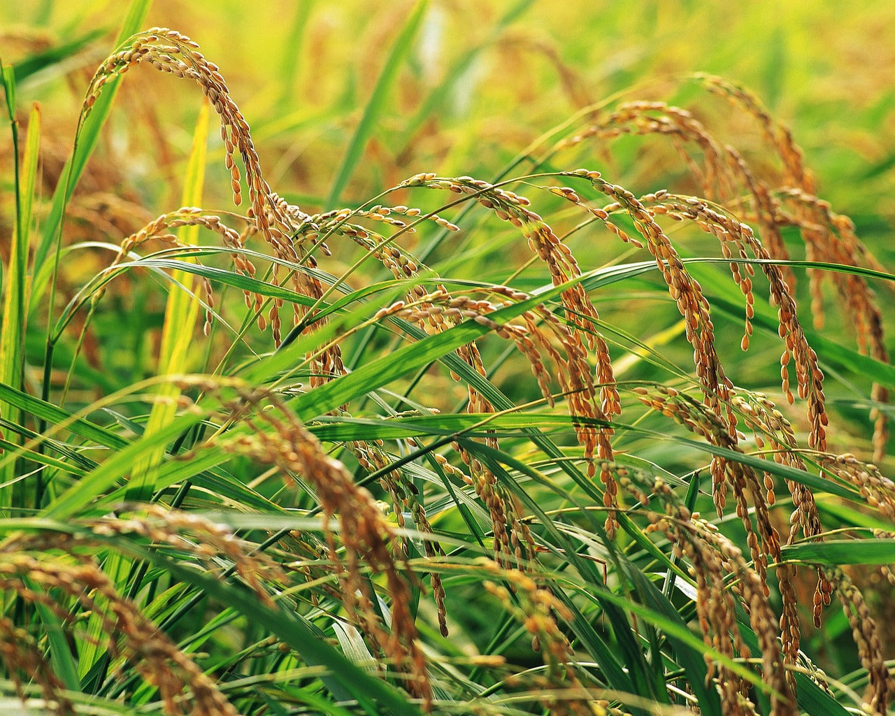 Red Rice plant growing in a paddy - how to grow rice at home.