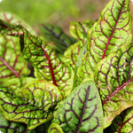 Close-up of Red-Veined Sorrel leaves - edible perennial plant with striking color.