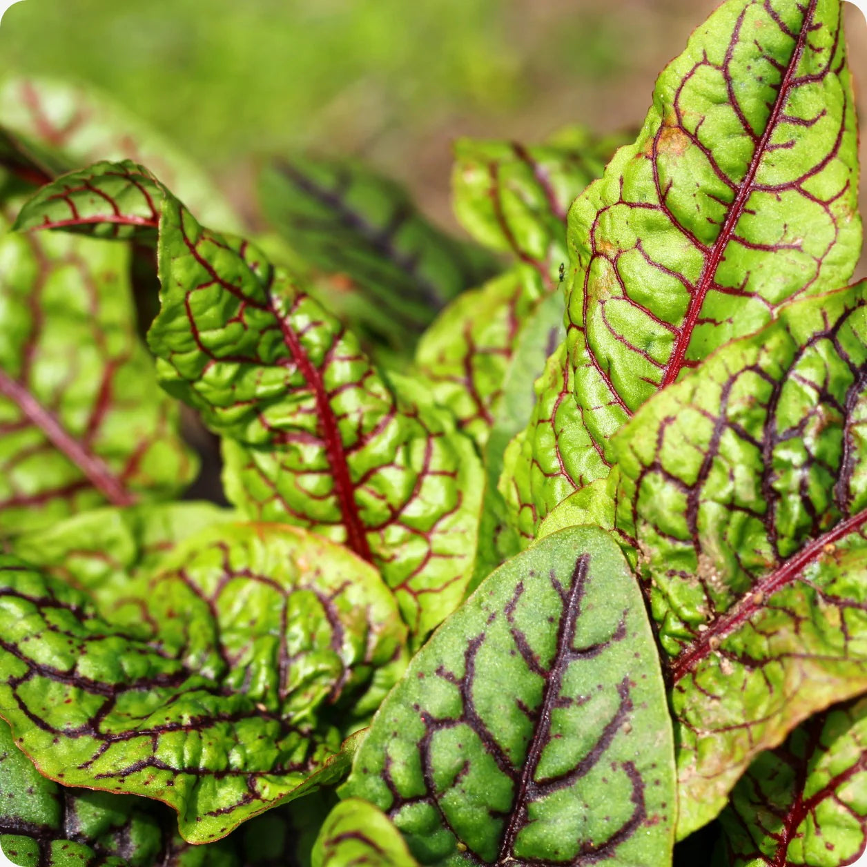 Close-up of Red-Veined Sorrel leaves - edible perennial plant with striking color.