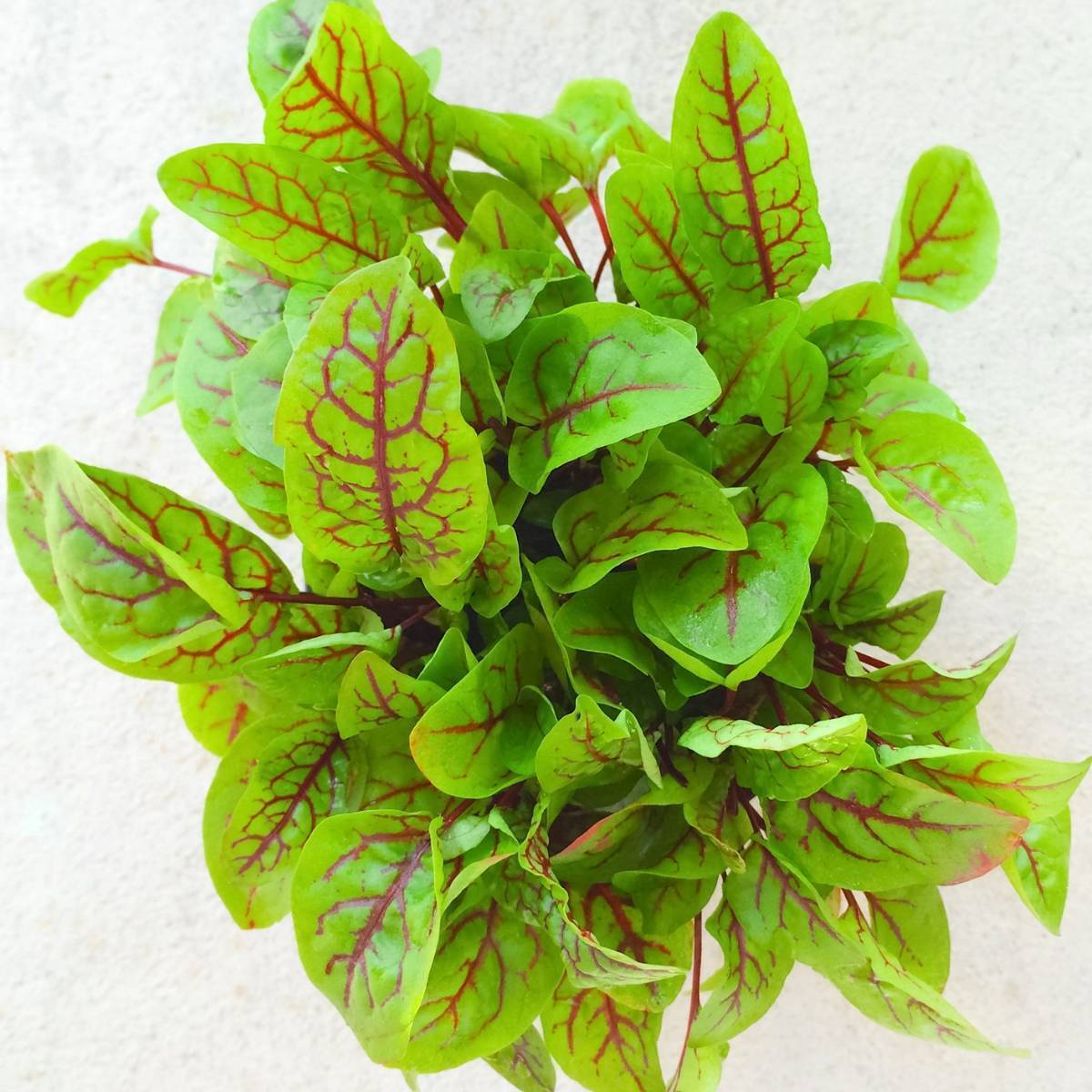 Red-Veined Sorrel seedling tray - how to grow sorrel from seed.