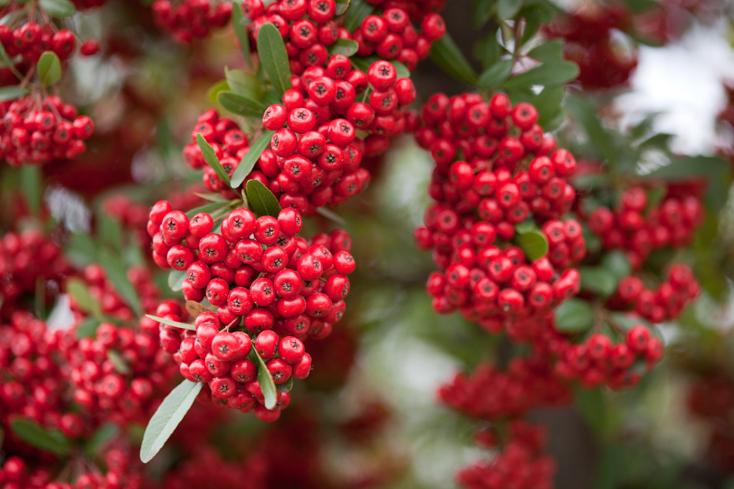 Pyracantha Coccinea Seeds