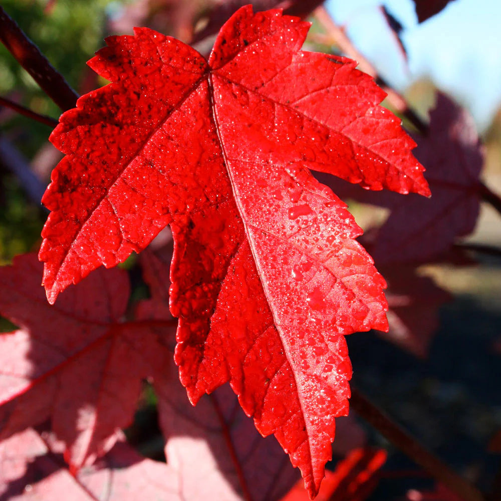 Red Maple Tree