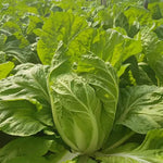 Reliable Bolting Resistant Chinese Cabbage For International Buyers heirloom non-gmo organic garden seeds