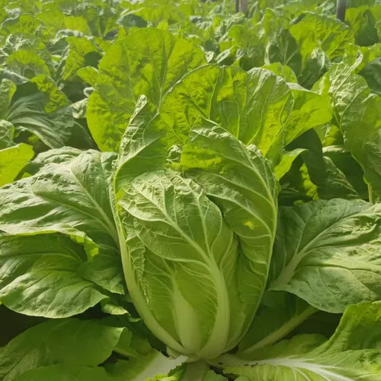 Reliable Bolting Resistant Chinese Cabbage For International Buyers heirloom non-gmo organic garden seeds