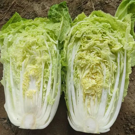 Reliable Bolting Resistant Chinese Cabbage For International Buyers – Heirloom, Non-GMO, High Germination Organic Garden Seeds
