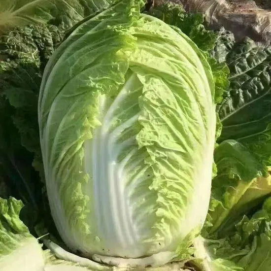 Reliable Chinese Cabbage That Resist Bolting Effectively heirloom non-gmo organic garden seeds