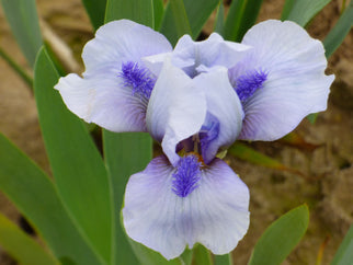 Repeat The Blues Dwarf Iris