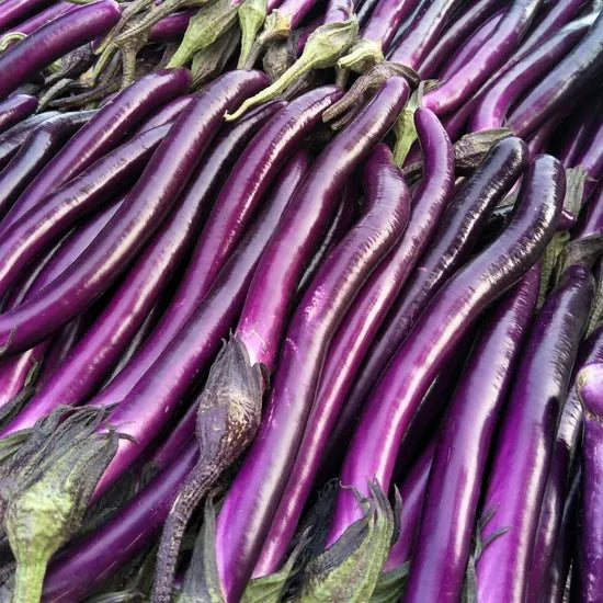 Resilient Eggplant With Superior Adaptability For Growers heirloom non-gmo organic garden seeds