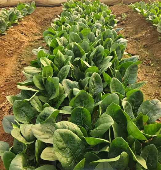 Resistant To Downy Mildew Premium Quality Spinach – Heirloom, Non-GMO, High Germination Organic Garden Seeds