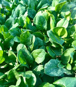 Resistant To Downy Mildew Spinach heirloom non-gmo organic garden seeds