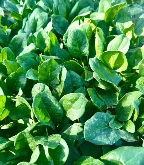 Resistant To Downy Mildew Spinach heirloom non-gmo organic garden seeds