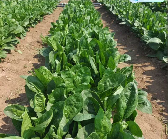 Resistant To Downy Mildew Spinach – Heirloom, Non-GMO, High Germination Organic Garden Seeds